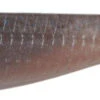 No Live Bait Needed (NLBN) Paddle Tail Swimbaits - 3